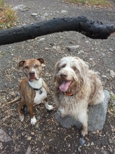 Nakia & Bravo hold a sit stay while waiting for the stick to be thrown.